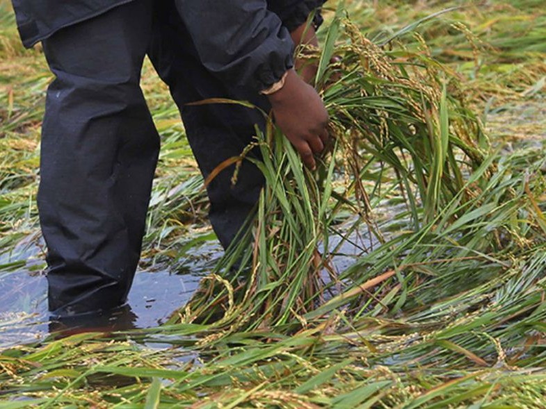 पर्वमा किसानलाई बाली स्याहार्ने चटारो 